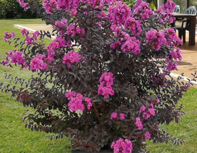 Lagerströmie BLACK SOLITAIRE Purely Purple