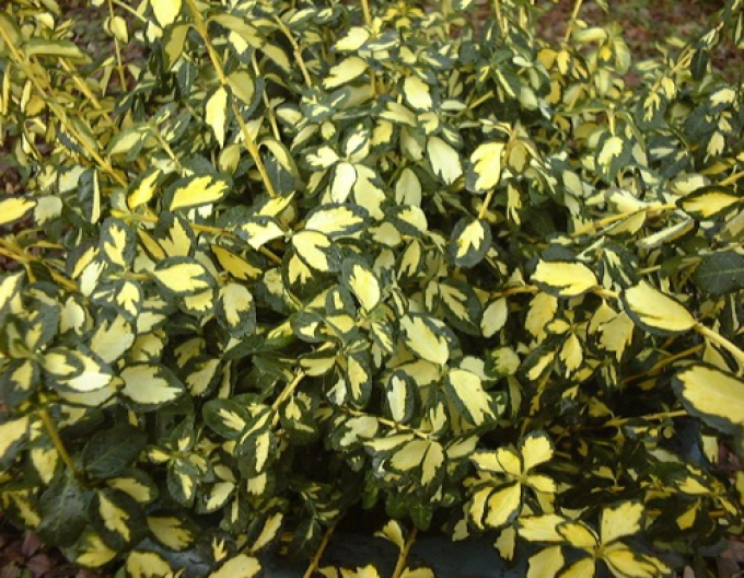 Fortunas Fleur de lis Blondes