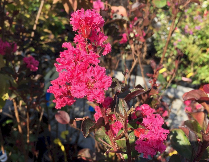 Lagerströmie Pink Velour