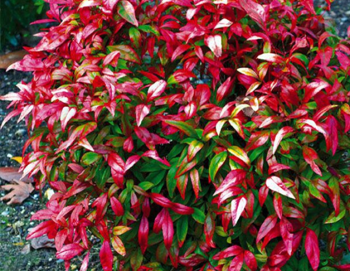 Nandina Fire Power 30/40cm