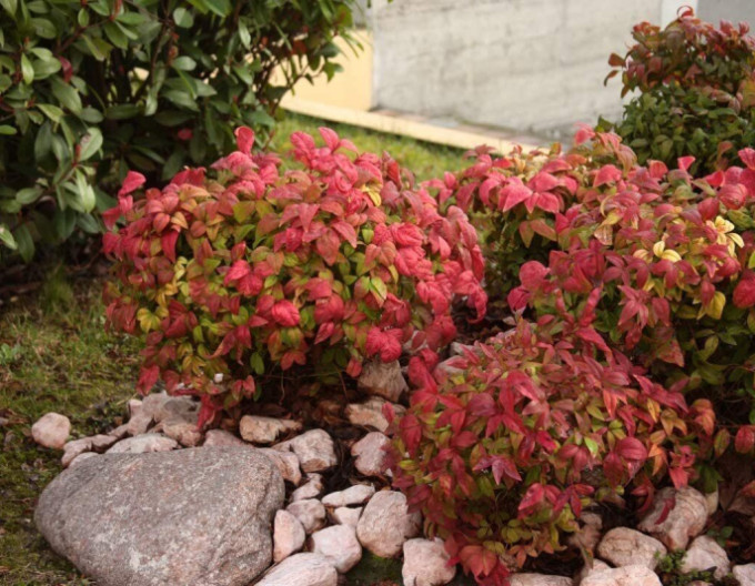 Nandina Fire Power 30/40cm
