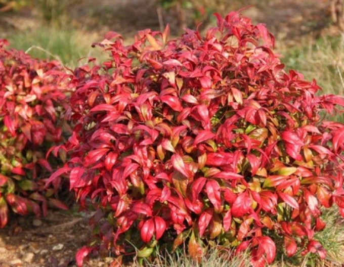 Nandina Fire Power 30/40cm