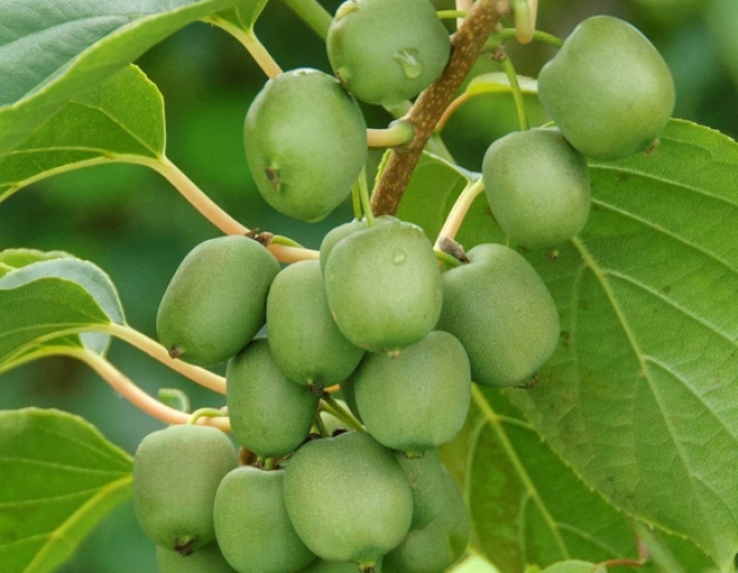 Mini-Kiwi selbstbestäubend Japsai