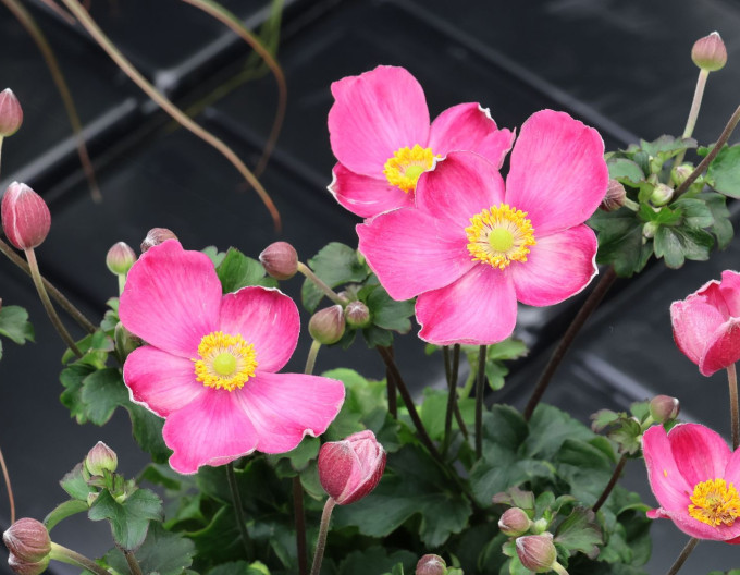 Anemone ´Little Breeze Kiss´