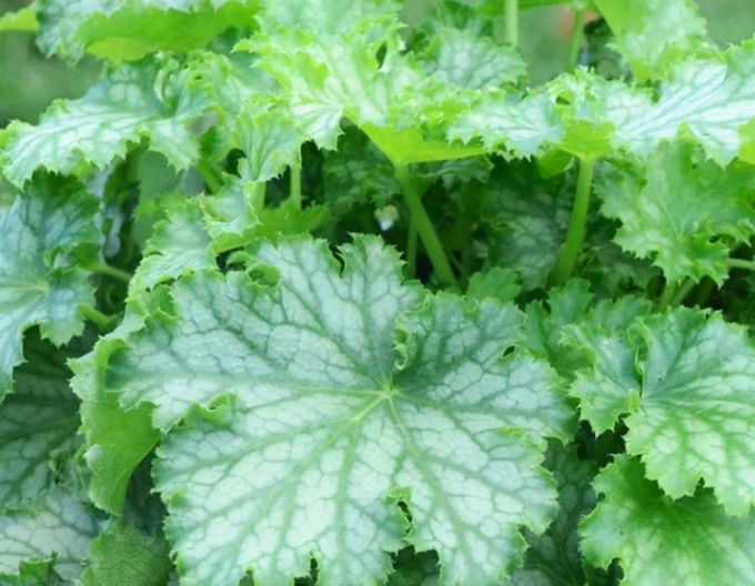 Purpurglöckchen Lime Swizzle