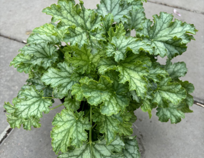 Purpurglöckchen Lime Swizzle