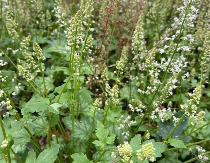 Heucherella Diamond Revolution