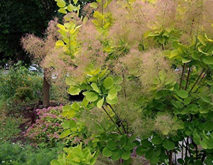 Goldener Geist