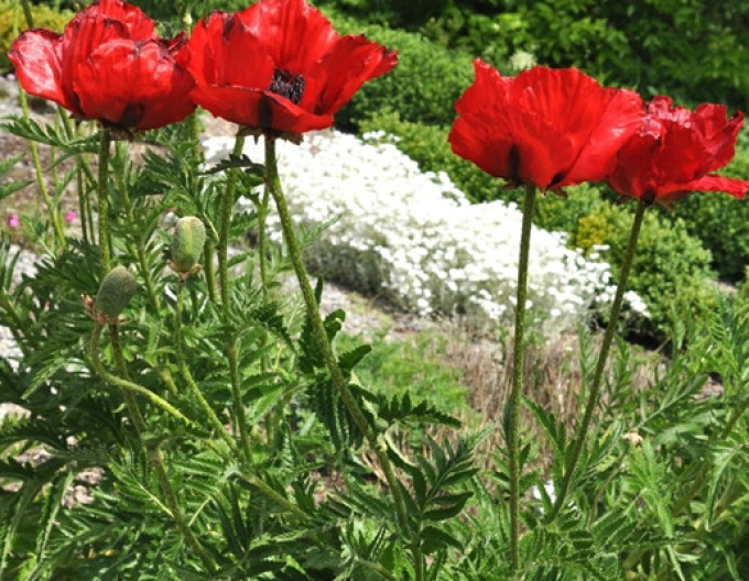 Östlicher Mohn ´Beauty of Livermere´