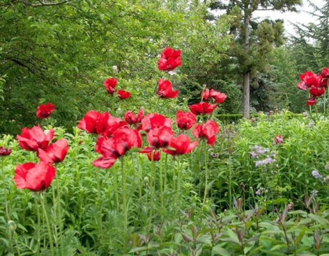 Östlicher Mohn ´Beauty of Livermere´