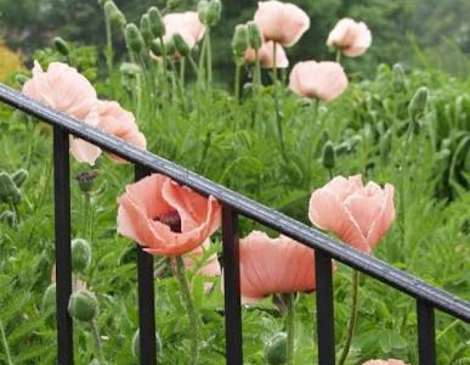 Ostmohn Prinzessin Victoria Louise