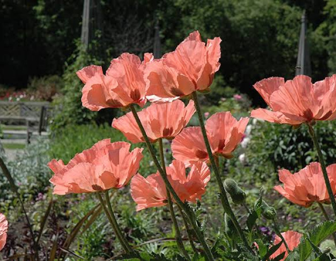 Ostmohn Prinzessin Victoria Louise