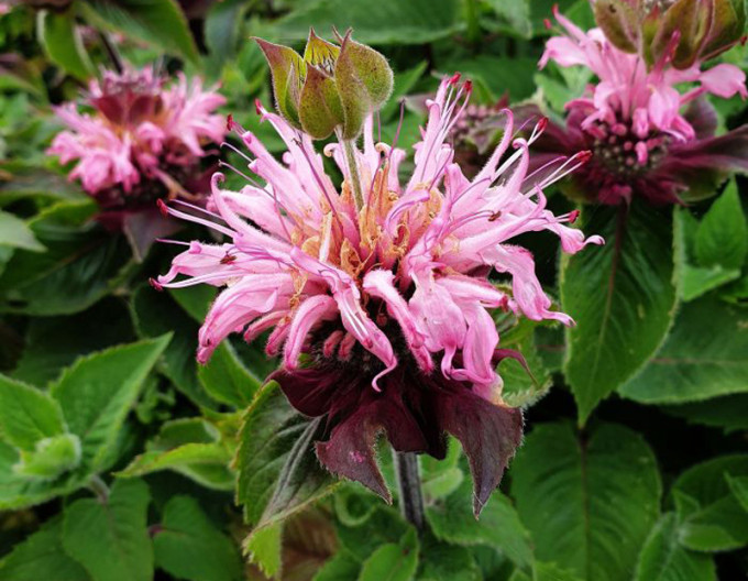 Indianernessel Bee-Lieve