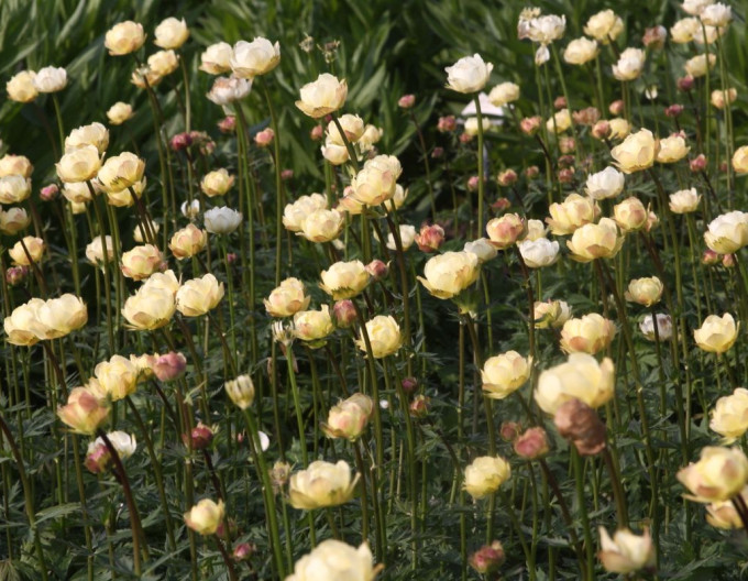 Trollblume Alabaster