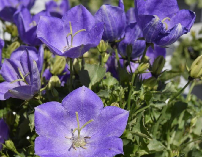 Karpatenglockenblume Pearl Deep Blue