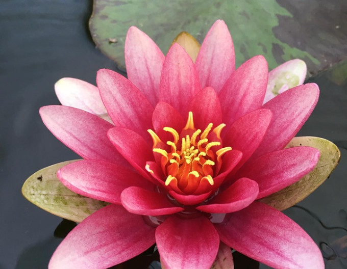 Seerose Attraction