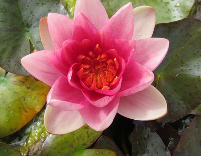 Seerose Indiana