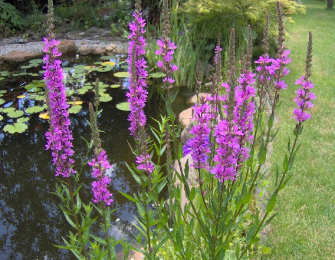 Blut-Weiderich  Pink