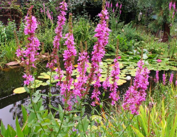 Blut-Weiderich  Pink