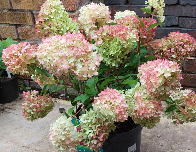 Hortensie Petite Flori