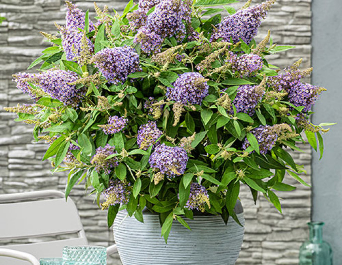Sommerflieder ´Butterfly Candy ’Lila Sweetheart´ Zwerg
