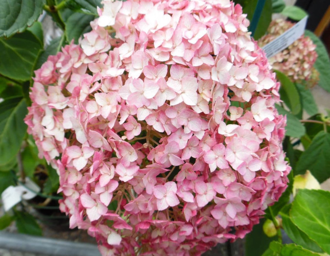 Hortensie Candybelle Bubblegum 2l