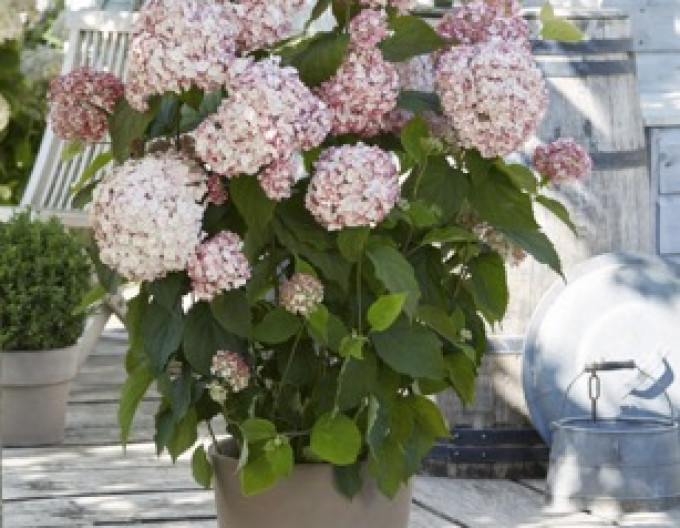 Hortensie Candybelle Bubblegum 2l