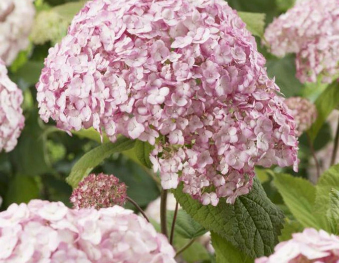 Hortensie Candybelle Bubblegum 2l
