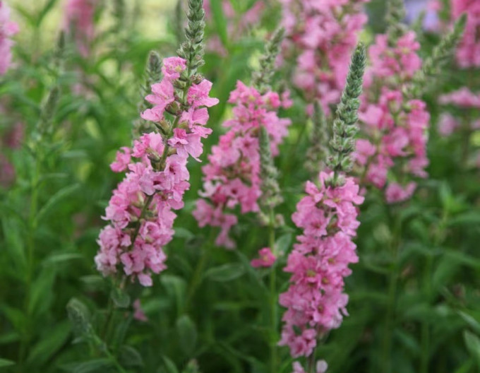 Blutweiderich  Blush