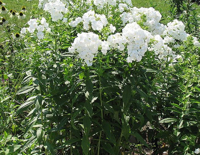 Hohe Flammenblume David 2l