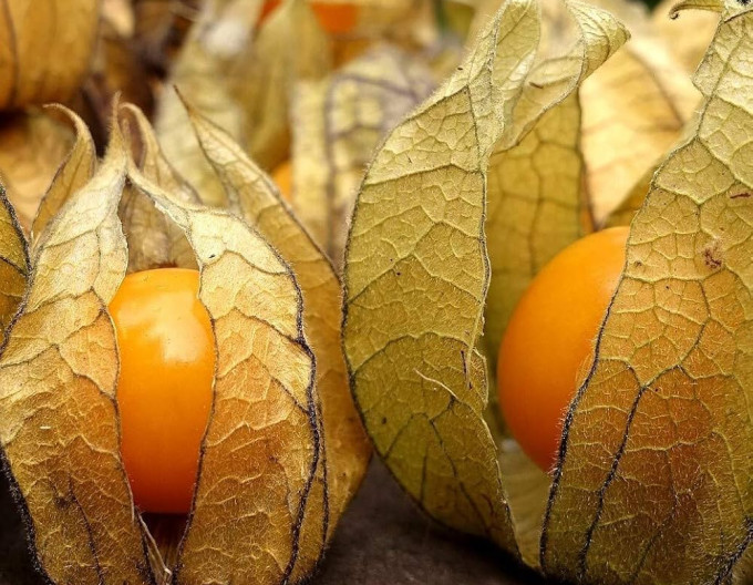 Andenbeere  (Physalis peruviana) ’Little Buddha’