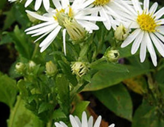 Aster  „Ashvi“ 2 l
