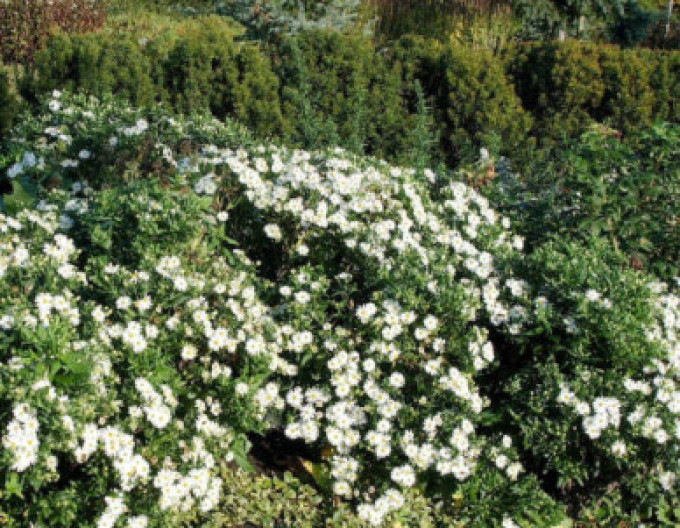 Aster  „Ashvi“ 2 l