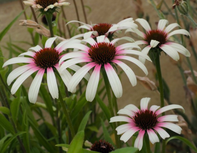 Echinacea „Fountain ‘Pink Eye’“