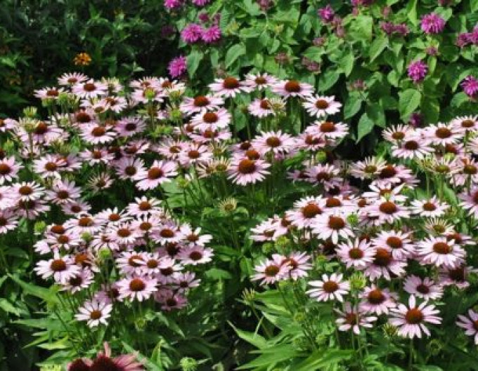 Echinacea „Fountain ‘Pink Eye’“