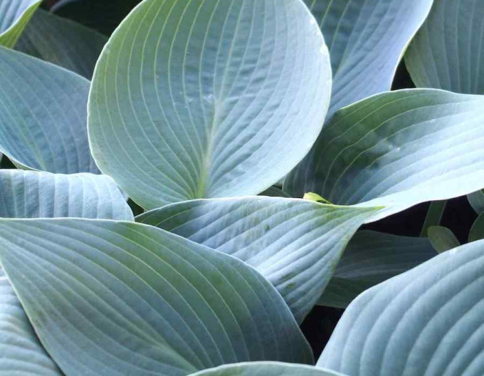 Hosta  „Canadian Blue“