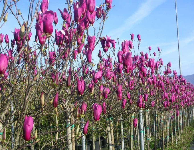 Magnolie Lilienblume Nigra