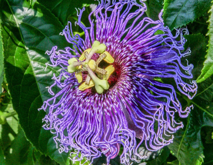 Passionsblume – Maracuja „Eia Popeia“