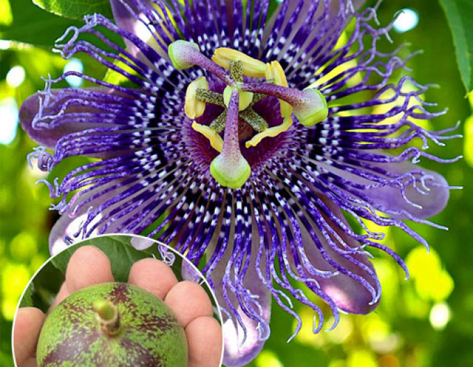 Passionsblume – Maracuja „Eia Popeia“