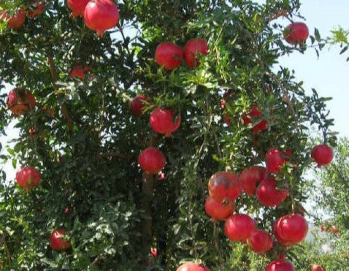 Granatapfel „Favorit“
