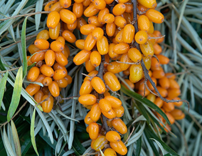 Weibliche Sanddornpflanze „Botanica“