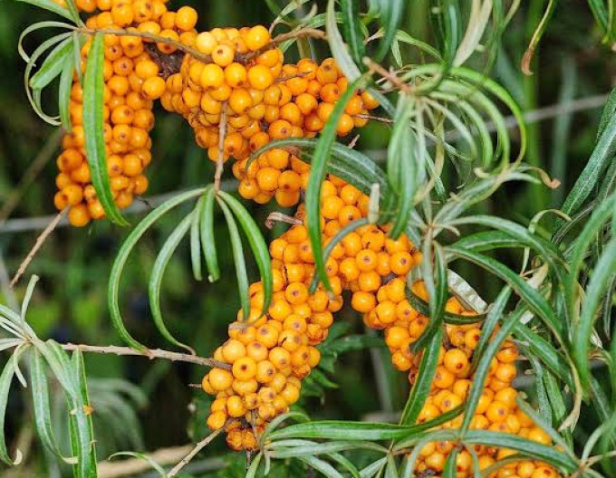 Weibliche Sanddornpflanze „Botanica“