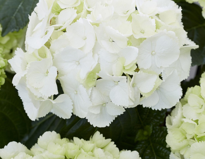 Bauernhortensie (Hydrangea macrophylla) „Snowball“  2l