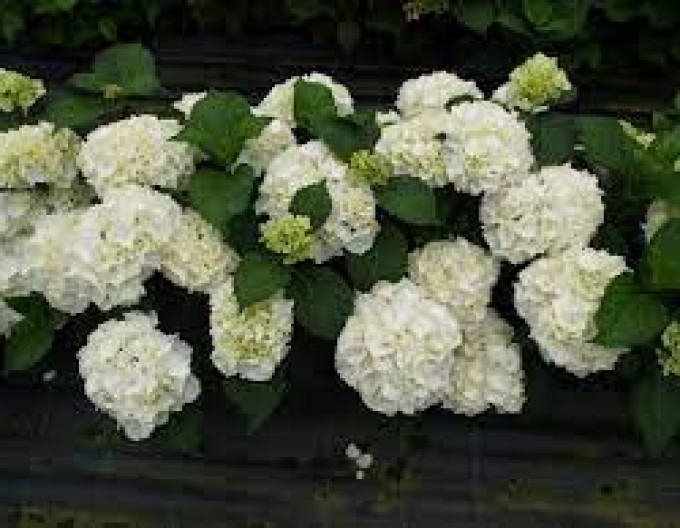 Bauernhortensie (Hydrangea macrophylla) „Snowball“  2l