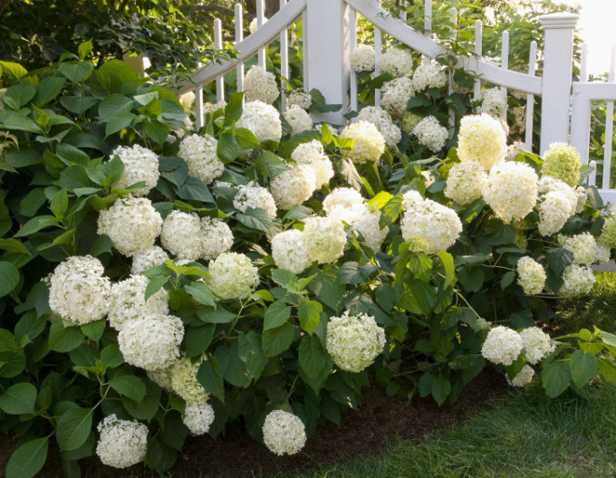 Bauernhortensie (Hydrangea macrophylla) „Snowball“  2l