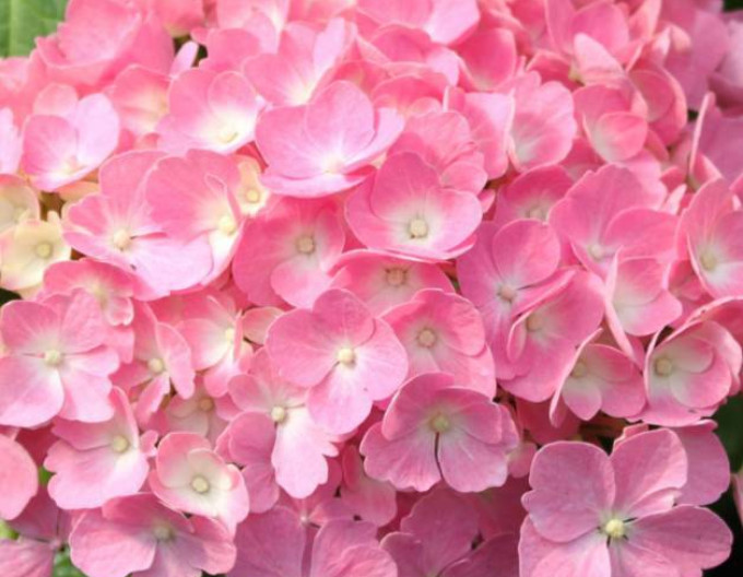 Bauernhortensie (Hydrangea macrophylla) „Bouquet Rose“ 2l