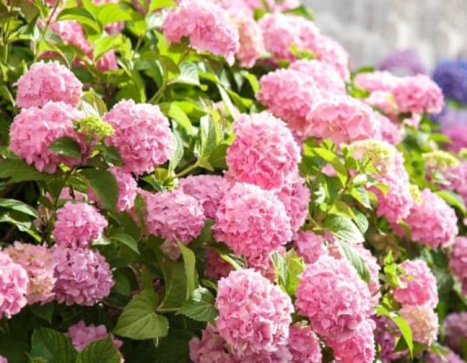 Bauernhortensie (Hydrangea macrophylla) „Bouquet Rose“ 2l