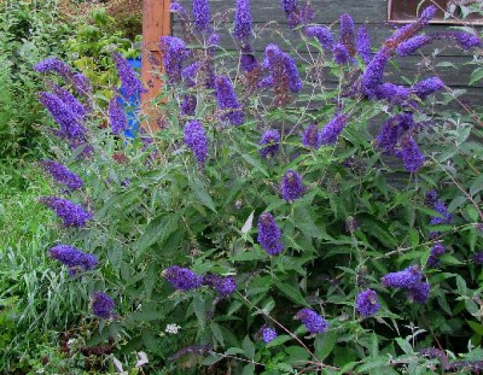 Sommerflieder (Buddleja davidii)  Empire Blue 2l