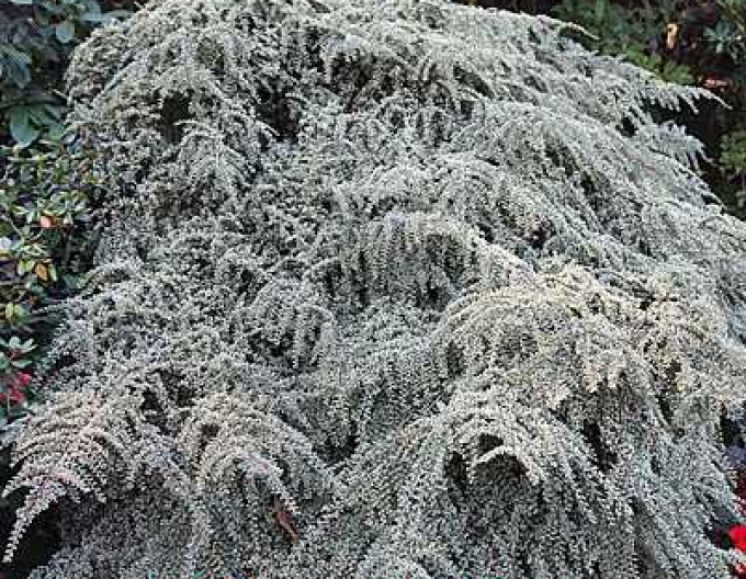 Zistrose Variegatus