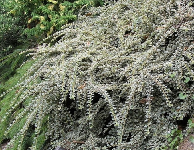 Zistrose Variegatus